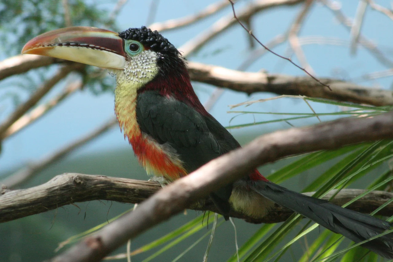 This is a Curl-crested Aracari I photographed at the Riverbanks Zoo &amp; Garden in Columbia, SC.